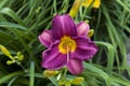 Purple Stella D`oro Day Lily