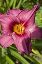 Purple Stella D`oro Day Lily Flower 1 Royalty Free Stock Photo