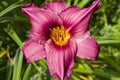 Purple Stella Doro Day Lily Flower 2 Royalty Free Stock Photo