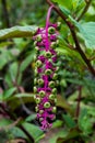 Purple stem and green berries of a Phytolacca plant