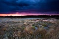 Purple stormy sunset over swamp Royalty Free Stock Photo