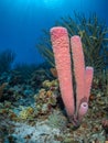 Purple stove-pipe sponge, Aplysina archeri, in Bonaire. Caribbean Diving holiday