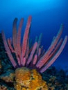 Purple stove-pipe sponge, Aplysina archeri, in Bonaire. Caribbean Diving holiday