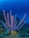 Purple stove-pipe sponge, Aplysina archeri, in Bonaire. Caribbean Diving holiday