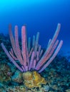 Purple stove-pipe sponge, Aplysina archeri, in Bonaire. Caribbean Diving holiday