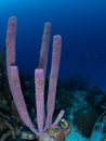 Purple stove-pipe sponge, Aplysina archeri, in Bonaire. Caribbean Diving holiday Royalty Free Stock Photo