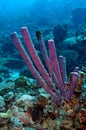 Purple stovepipe sponge