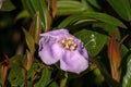 Purple Straits Rhododendron flower (melastoma malabathricum), which is not actually a rhododendron