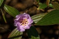 Purple Straits Rhododendron flower (melastoma malabathricum), which is not actually a rhododendron Royalty Free Stock Photo