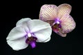 Purple streaked orchid flower Royalty Free Stock Photo