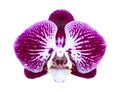 Purple streaked orchid flower isolated on white background Royalty Free Stock Photo