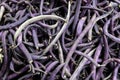 Purple string beans
