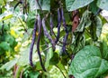 Purple string beans