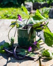 Purple string beans in a mug. Purple bean pods in a green mug on a wooden table