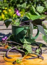 Purple string beans in a mug. Purple bean pods in a green mug on a wooden table