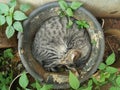 a purple striped cat sleeping in an abandoned used bucket