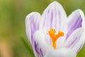 Purple striped crocus Royalty Free Stock Photo