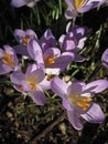 Purple Striped Crocus. The spring flowering bulb Crocus sativa