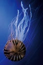 Purple-striped Jelly