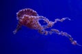 The Purple-striped jelly Chrysaora colorata, formerly Pelagia colorata.