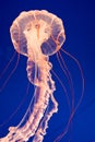 Purple-Striped Jellyfish