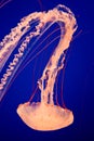 Purple-striped Jellyfish Royalty Free Stock Photo