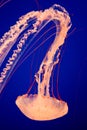 Purple-striped Jellyfish