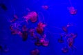 A purple-striped jellyfish in the aquarium