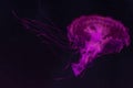 The purple-striped jellyfish Chrysaora colorata a species of jellyfish, sea nettle, medusa Medusozoa, marine animals Royalty Free Stock Photo