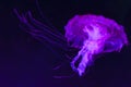 The purple-striped jellyfish Chrysaora colorata a species of jellyfish, sea nettle, medusa Medusozoa, marine animals