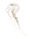 Purple-striped jellyfish, Chrysaora colorata Royalty Free Stock Photo