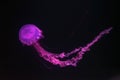 Purple-striped Jellyfish, Chrysaora colorata swimming in dark water of aquarium