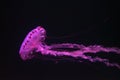 Purple-striped Jellyfish, Chrysaora colorata swimming in dark water of aquarium Royalty Free Stock Photo