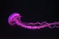 Purple-striped Jellyfish, Chrysaora colorata swimming in dark water of aquarium Royalty Free Stock Photo