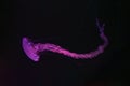 Purple striped Jellyfish, Chrysaora colorata swimming in dark water of aquarium Royalty Free Stock Photo