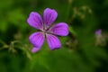 Purple and striped wild forest geranium Royalty Free Stock Photo