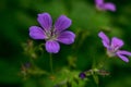 Purple and striped wild forest geranium Royalty Free Stock Photo