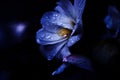 Purple stylized flower edit with dew drops and dark mood lighting