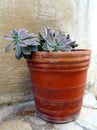 Purple Succulent Flower in Pot