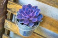 Purple suculent potted plant. Metal pot. Flat lay