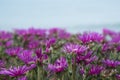 Purple summer flowers. Background, texture, and postcard Royalty Free Stock Photo