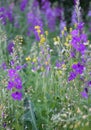 Purple summer flowers. Garden summer flower. Delphinium Royalty Free Stock Photo