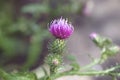 Purple summer thistle flower on a green meadow background on a warm day with close-ups Royalty Free Stock Photo