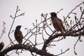 Mynas on stem of an apricot tree with blossoms Royalty Free Stock Photo