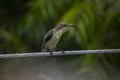 Purple sunbird Royalty Free Stock Photo