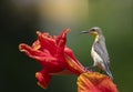 Purple Sunbird on Cana Flower Royalty Free Stock Photo