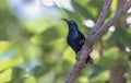 Purple sunbird Cinnyris asiaticus on a branch against the green background Royalty Free Stock Photo