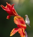 Purple sunbird Cinnyris asiaticus Closeup Shot