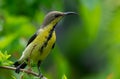 Purple Sunbird Cinnyris asiaticus Eclipse Plumage Closeup Shot