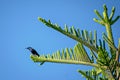 Purple SunbirdCinnyris asiaticus, sitting on attractive Juniper tree branch leaves with clear blue sky background Royalty Free Stock Photo